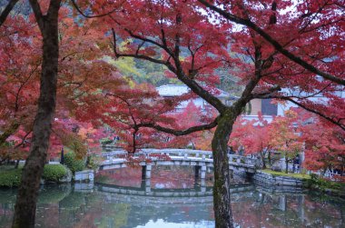 Kyoto 'daki Eikando Zenrinji bahçelerinde renkli sonbahar yaprakları,