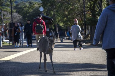 Japon geyiği Japonya 'nın Nara şehrinde yolun ortasında duruyor.