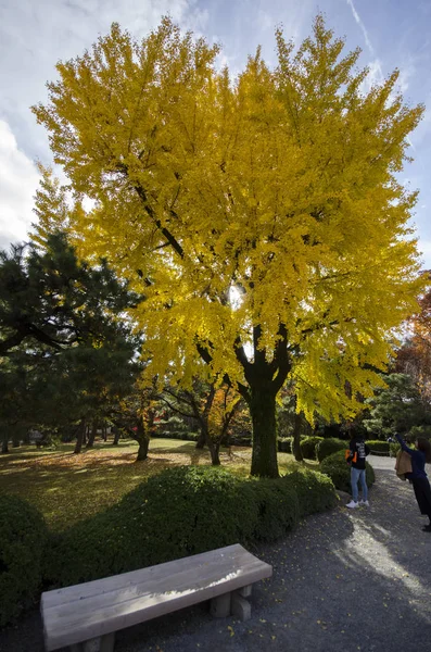 Turista desfrutar da árvore de ginko amarelo durante o outono na cidade de Kyoto , — Fotografia de Stock