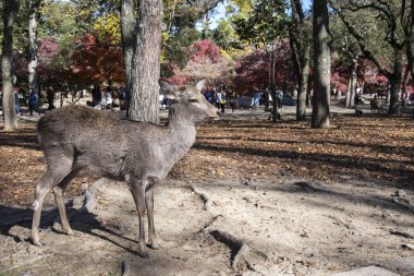 Japon geyiği Nara Parkı 'nda dinleniyor. Üzerinde kırmızı akçaağaç yaprakları var.