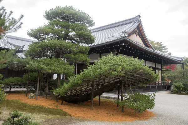 京都金卡库寺的Rikusyunomatsu松树 — 图库照片