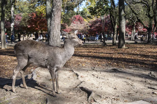 Ciervo japonés descansando en Nara Park con hojas de arce rojo en —  Fotos de Stock