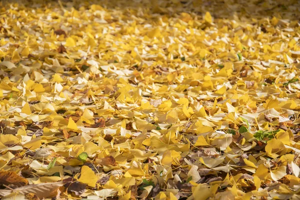 Gele herfst ginko verlof achtergrond — Stockfoto