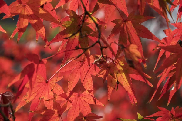 Rode verlof van Maple Tree voor Autumn Fall achtergrond — Stockfoto