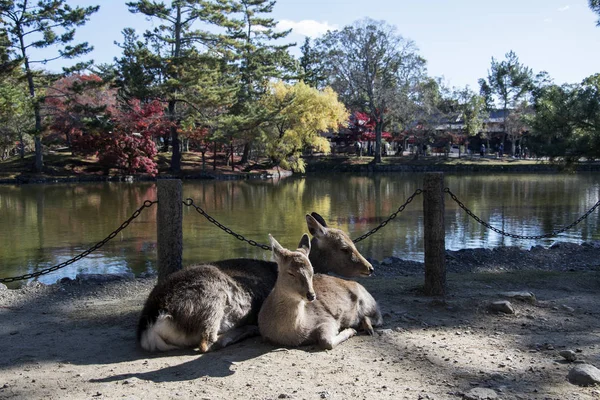 Japanse herten spelen in Nara Park met rode esdoorn bladeren boom op — Stockfoto