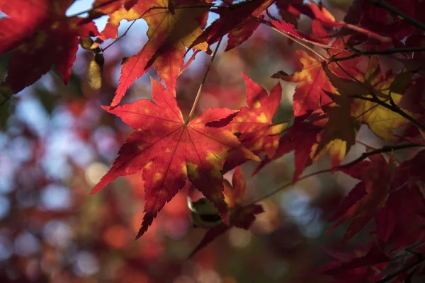 Folhas de bordo na árvore com luz solar na temporada de outono — Fotografia de Stock