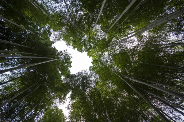 Marco de bambú de hoja verde en el bosque — Foto de Stock