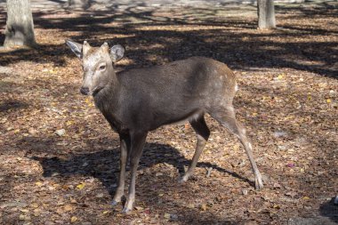 Geyik sonbahar sabahı Nara 'da halk parkında