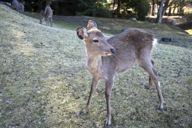 Geyik sonbahar sabahı Nara 'da halk parkında
