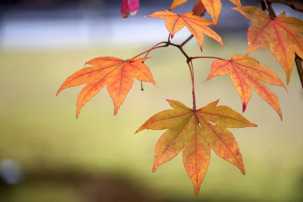 Herfstseizoen kleurrijk van bladeren een park in Kyoto — Stockfoto