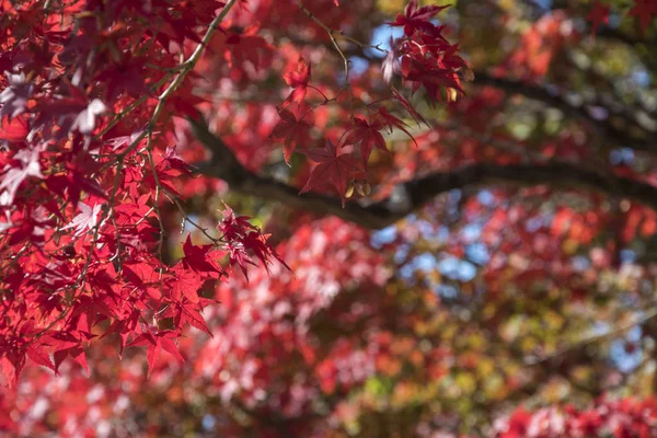 Кленовий лист змінює колір на сезонний у листопаді — стокове фото