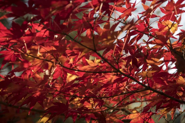 Folhas de bordo na árvore com luz solar na temporada de outono — Fotografia de Stock