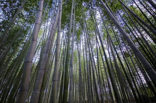 Arashiyama Bamboo Forest famous place in Kyoto — Stock Photo, Image