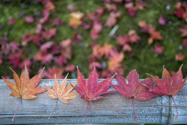 Rode ahornbladeren voor de herfst — Stockfoto