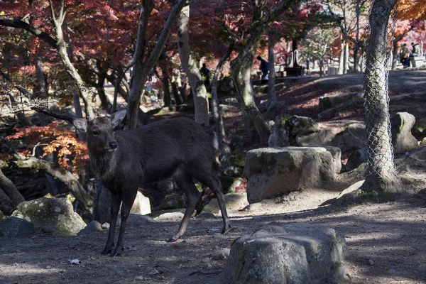 Ciervo japonés descansando en Nara Park con hojas de arce rojo —  Fotos de Stock