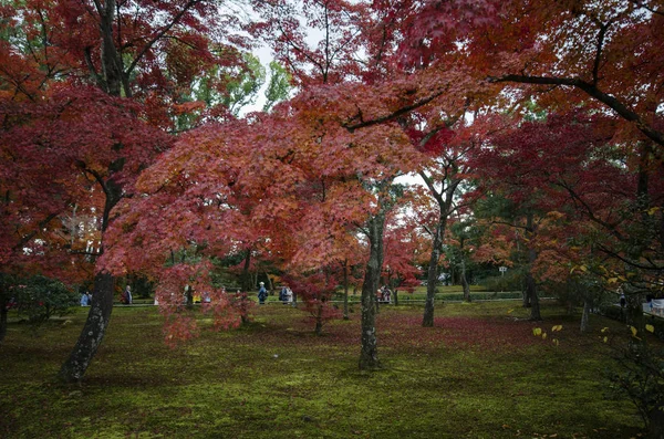 Turista desfrutar da árvore do jardim de outono em Golden Pavilion Kinkakuj — Fotografia de Stock