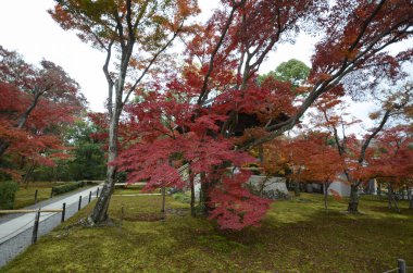 Kyoto 'daki Altın Pavyon Kinkakuji Tapınağı' ndaki sonbahar bahçesi ağacı.