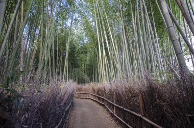 Arashiyama Bambu Ormanı Kyoto 'da ünlü bir yerdir.