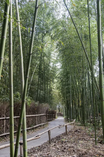 Arashiyama Bambu Ormanı Kyoto 'da ünlü bir yerdir. — Stok fotoğraf