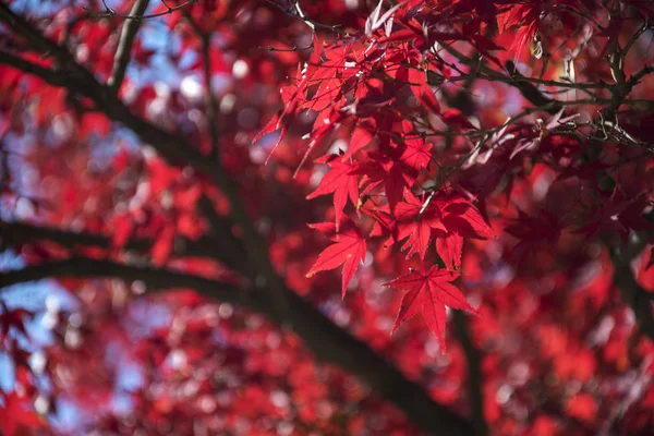 Esdoorn bladeren veranderen de kleur in seizoensgebonden in november — Stockfoto
