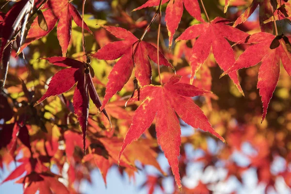 Folhas de bordo na árvore com luz solar na temporada de outono — Fotografia de Stock
