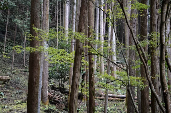 Красивий зелений містичний сосновий ліс — стокове фото