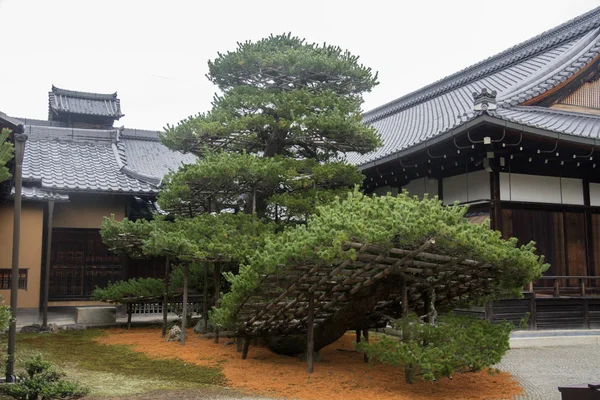 京都金卡库寺的Rikusyunomatsu松树 — 图库照片
