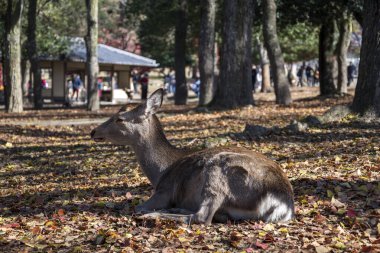 Geyik sonbahar sabahı Nara 'da halk parkında