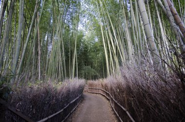 Arashiyama Bambu Ormanı Kyoto 'da ünlü bir yerdir.
