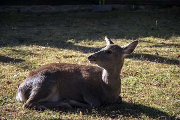 Ciervo en la mañana de otoño en el parque público de Nara en Nara —  Fotos de Stock