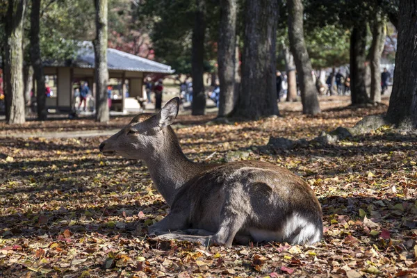 Ciervo en la mañana de otoño en el parque público de Nara en Nara —  Fotos de Stock