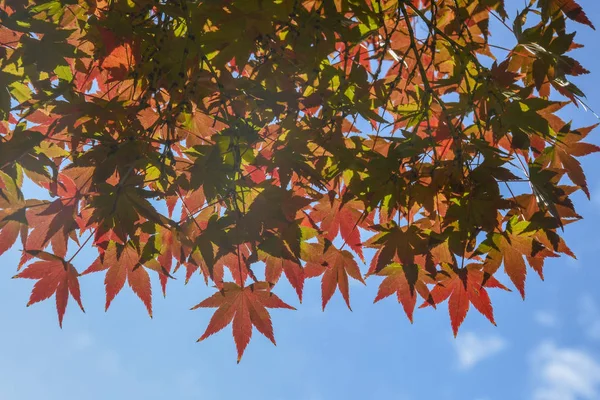 Rode ahornbladeren voor de herfst — Stockfoto