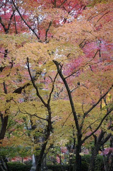 Színes őszi színes levelek Eikando Zenrinji kertekben Kiotóban, — Stock Fotó