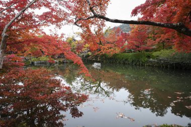 Kyoto 'daki Eikando Zenrinji bahçelerinde renkli sonbahar yaprakları,