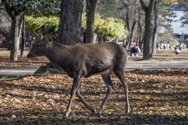 Geyik sonbahar sabahı Nara 'da halk parkında