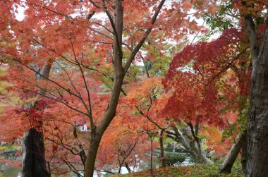 Kyoto 'daki Eikando Zenrinji bahçelerinde renkli sonbahar yaprakları,