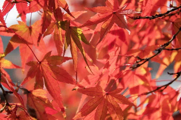 Rode verlof van Maple Tree voor Autumn Fall achtergrond — Stockfoto