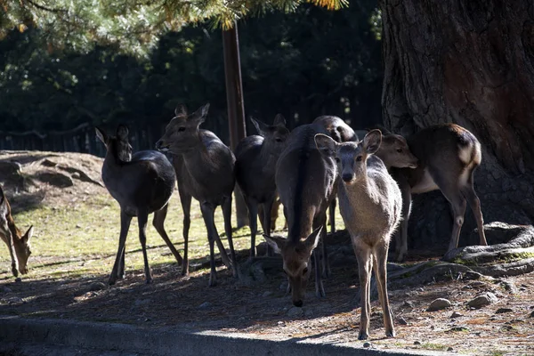 Ciervo en la mañana de otoño en el parque público de Nara en Nara —  Fotos de Stock