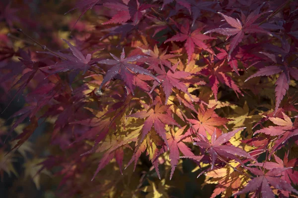 Ahornblätter am Baum mit Sonnenlicht im Herbst — Stockfoto