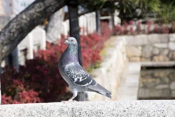 Pigeon repose sur un mur — Photo
