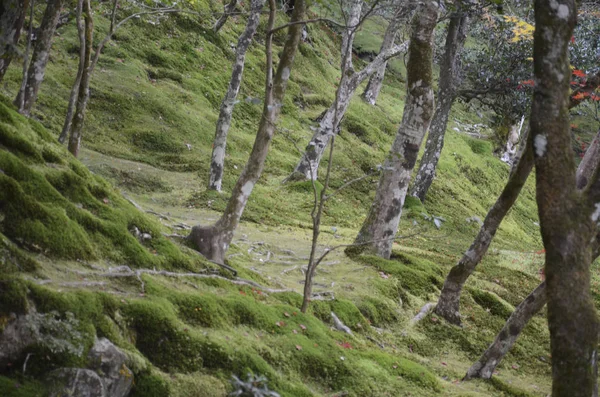Стародавній зелений ліс природа з мохоподібною землею — стокове фото