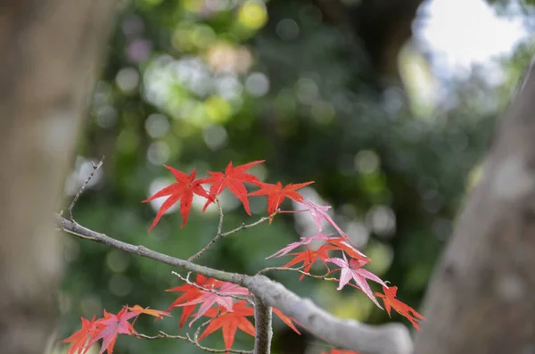 Rotes Blatt des Ahornbaums für den Herbst — Stockfoto