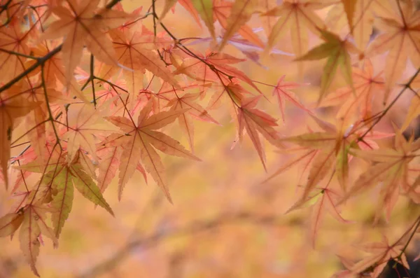 Bela licença de árvore de bordo de outono — Fotografia de Stock