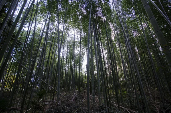 Arashiyama Bamboo Forest famous place in Kyoto — Stock Photo, Image