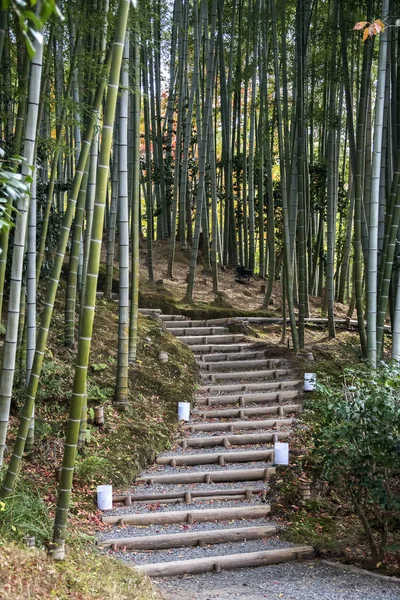Бамбуковая роща осенью в храмовых садах Кодайдзи . — стоковое фото