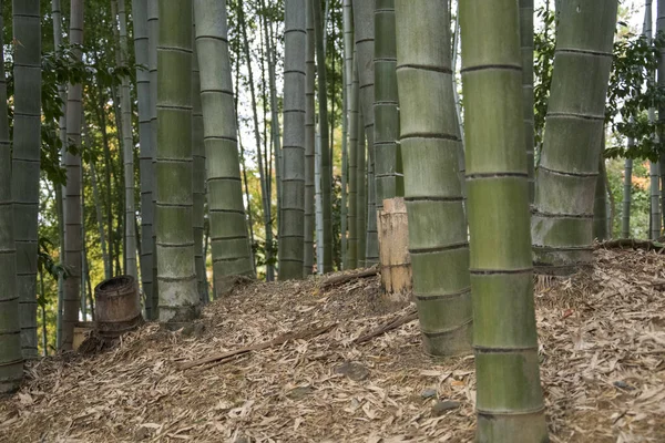 Kodaiji Tapınağı bahçelerinde sonbaharda bambu korusu.. — Stok fotoğraf