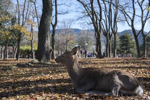Venado japonés jugando en Nara Park con hojas de arce rojo árbol en —  Fotos de Stock