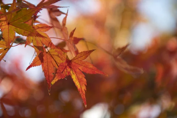Folhas de bordo mudam a cor para sazonal em novembro — Fotografia de Stock