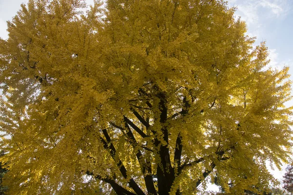 Gele blad en ginko boom in Japan tuin — Stockfoto