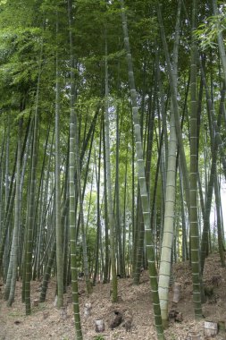 Kodaiji Tapınağı bahçelerinde sonbaharda bambu korusu..